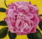 Rose - gul baggrund, 75x70