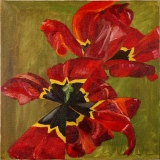 Dramatiske tulipaner, 50x50